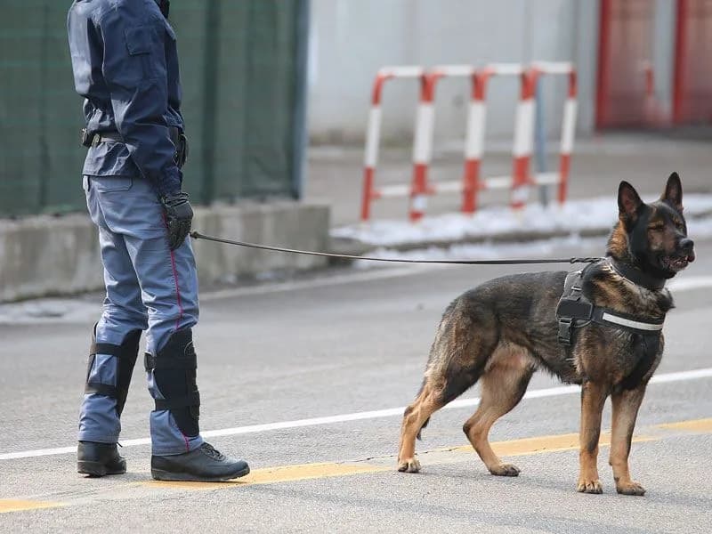 Maître-chien SEGIC en ronde sur un périmètre extérieur